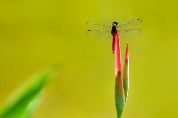 西山 張黎彬.jpg 西山 張黎彬.jpg