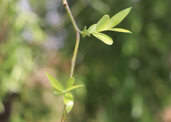 瀘西.jpg 瀘西.jpg