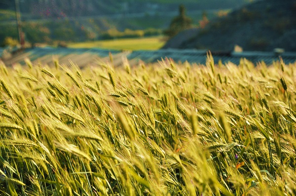 曲靖羅平.jpg 曲靖羅平.jpg