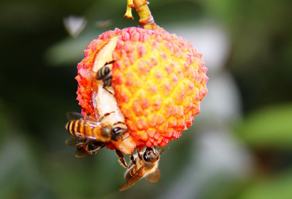 臨滄永德.jpg 臨滄永德.jpg