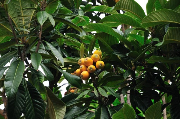 W020200529651739798041.jpg W020200529651739798041.jpg