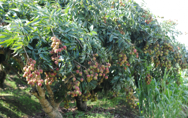 圖片5.png 圖片5.png