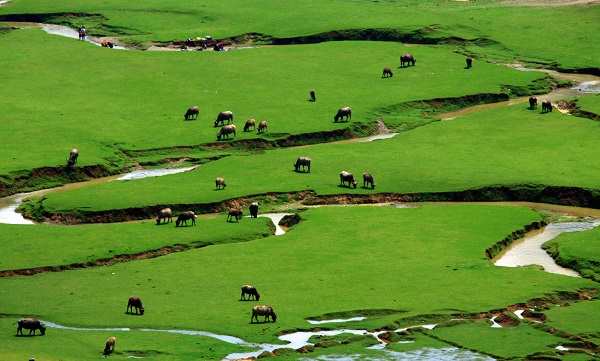 廣南  縱橫阡陌流水殤，青草牛羊滿地歡。（何興態(tài) 攝）.jpg