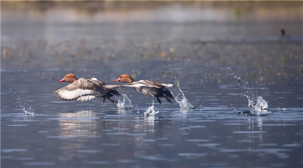 【跟著鏡頭品詩詞】錦鳥報春