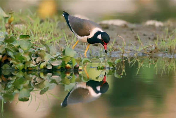 【跟著鏡頭品詩詞】錦鳥報春