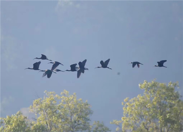 【跟著鏡頭品詩詞】錦鳥報春