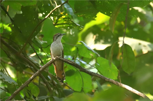 【跟著鏡頭品詩詞】錦鳥報春