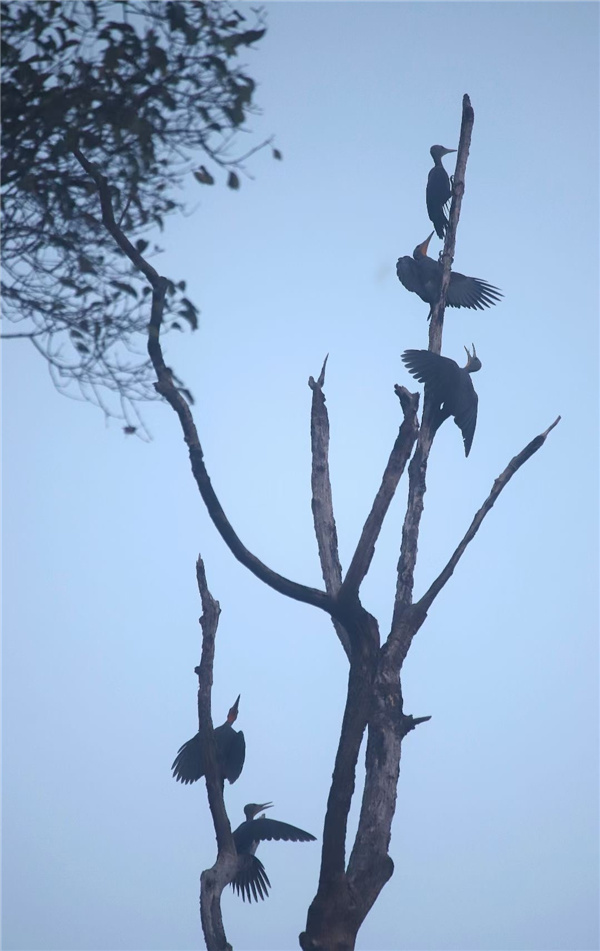 【跟著鏡頭品詩詞】錦鳥報春