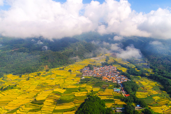 鏡頭|金秋十月 豐收喜悅