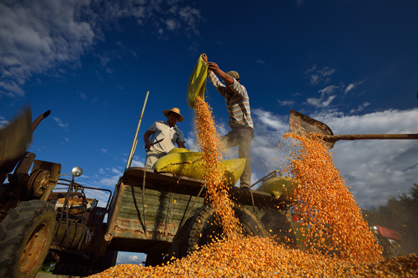 鏡頭|金秋十月 豐收喜悅