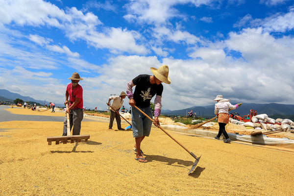 鏡頭|金秋十月 豐收喜悅