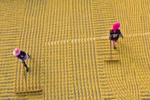 鏡頭|金秋十月 豐收喜悅