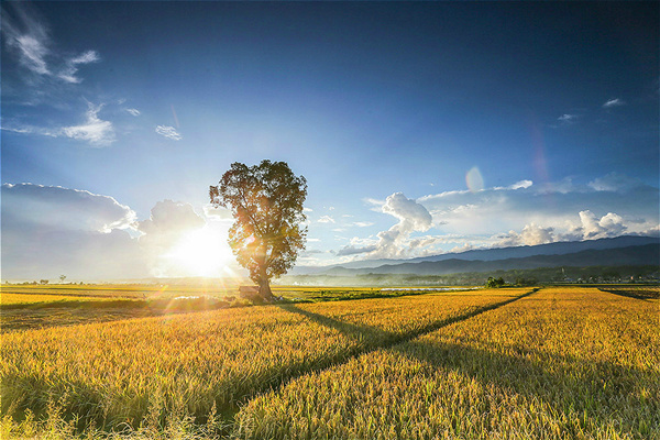 鏡頭|金秋十月 豐收喜悅