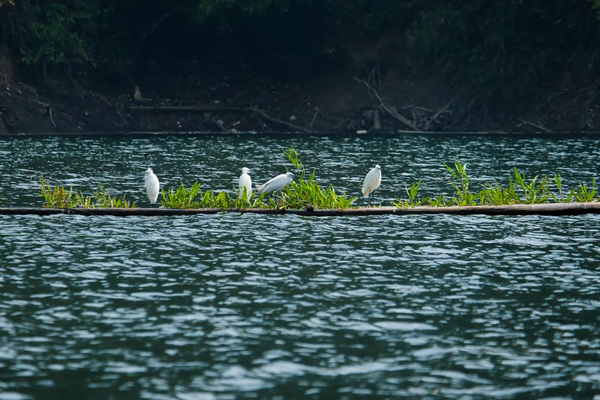 鏡頭 | 水秀山川 大美江東