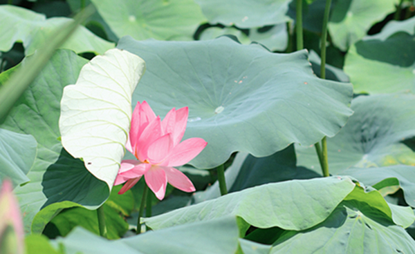 跟著鏡頭品詩詞|風荷舉