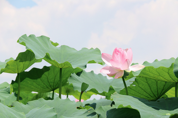 跟著鏡頭品詩詞|風荷舉