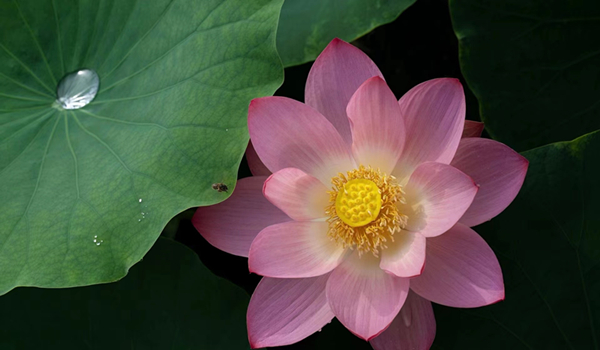 跟著鏡頭品詩詞|風荷舉