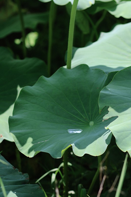 跟著鏡頭品詩詞|風荷舉