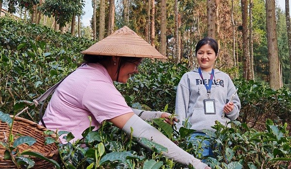 春茶飄香季 監督正當時 梁河縣護航“金葉子”助農增收
