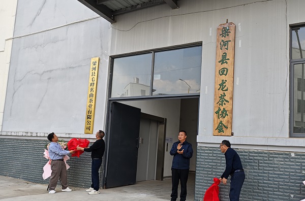 春茶飄香季 監督正當時 梁河縣護航“金葉子”助農增收