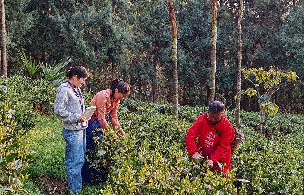 春茶飄香季 監督正當時 梁河縣護航“金葉子”助農增收