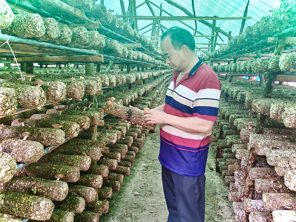 梁河:監督保障“蕈”福產業 助力農戶增收致富